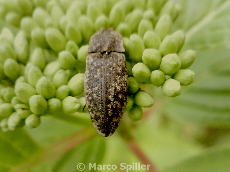 Agrypnus murinus al calar del sole